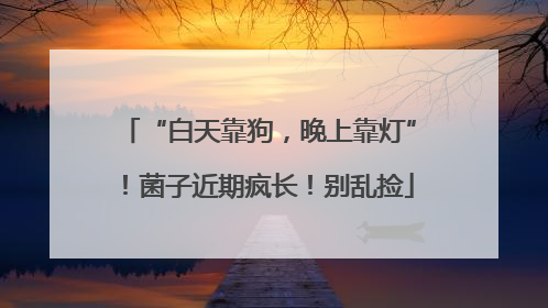 “白天靠狗，晚上靠灯”！菌子近期疯长！别乱捡