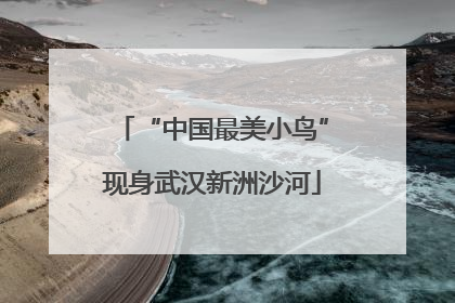 “中国最美小鸟”现身武汉新洲沙河