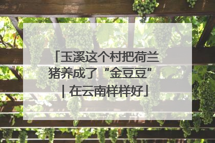 玉溪这个村把荷兰猪养成了“金豆豆”｜在云南样样好