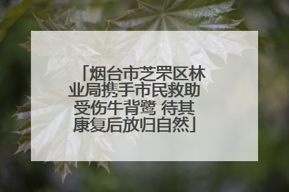 烟台市芝罘区林业局携手市民救助受伤牛背鹭 待其康复后放归自然