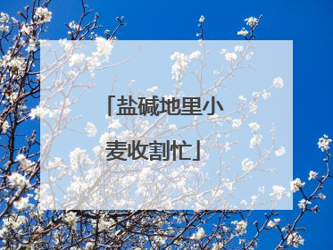 盐碱地里小麦收割忙