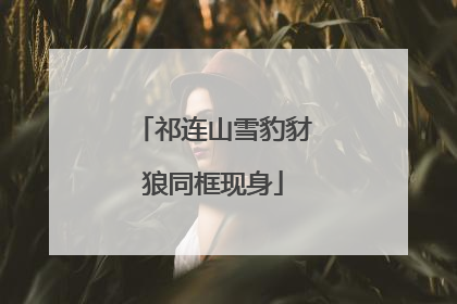 祁连山雪豹豺狼同框现身