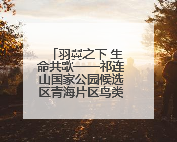 羽翼之下 生命共歌——祁连山国家公园候选区青海片区鸟类观察手记