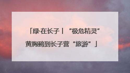 绿·在长子丨“极危精灵”黄胸鹀到长子营“旅游”