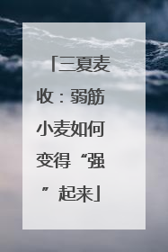 三夏麦收：弱筋小麦如何变得“强”起来