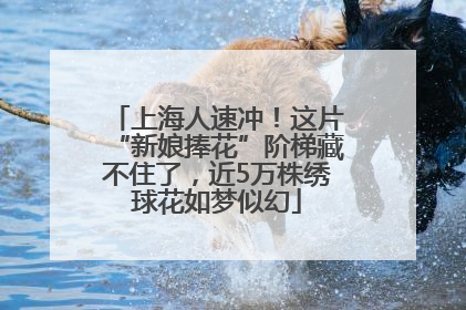 上海人速冲！这片“新娘捧花”阶梯藏不住了，近5万株绣球花如梦似幻