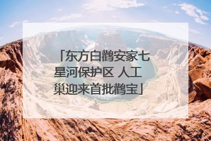 东方白鹳安家七星河保护区 人工巢迎来首批鹳宝