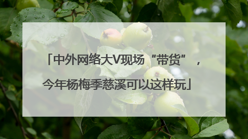 中外网络大V现场“带货”，今年杨梅季慈溪可以这样玩