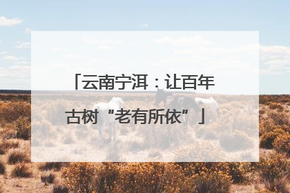 云南宁洱：让百年古树“老有所依”