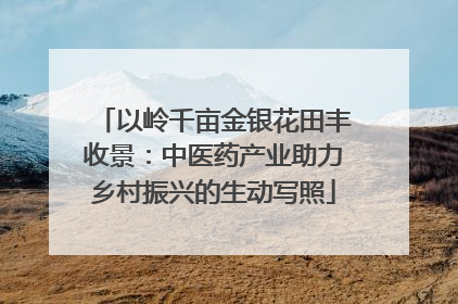 以岭千亩金银花田丰收景：中医药产业助力乡村振兴的生动写照