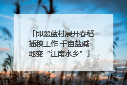 即墨蓝村展开春稻插秧工作 千亩盐碱地变“江南水乡”