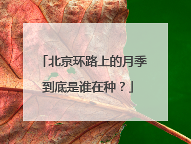 北京环路上的月季到底是谁在种？