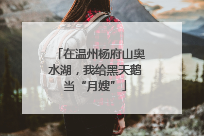 在温州杨府山奥水湖，我给黑天鹅当“月嫂”