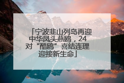 宁波韭山列岛再迎中华凤头燕鸥，24对“酷鸥”喜结连理迎接新生命