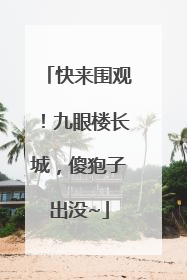 快来围观！九眼楼长城，傻狍子出没~