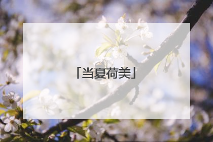 当夏荷美