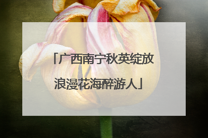 广西南宁秋英绽放 浪漫花海醉游人