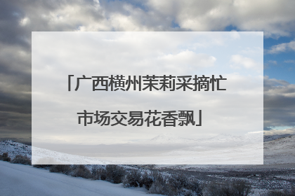 广西横州茉莉采摘忙 市场交易花香飘