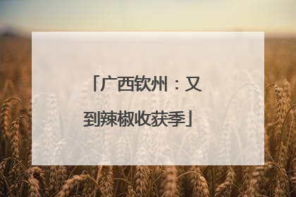 广西钦州：又到辣椒收获季