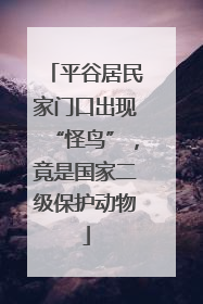 平谷居民家门口出现“怪鸟”，竟是国家二级保护动物