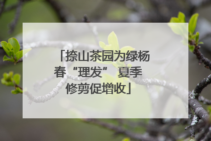 捺山茶园为绿杨春“理发” 夏季修剪促增收