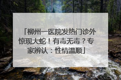 柳州一医院发热门诊外惊现大蛇！有毒无毒？专家辨认：性情温顺
