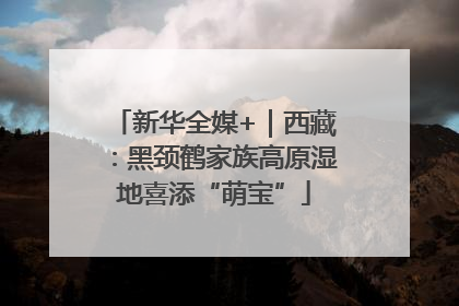 新华全媒+｜西藏：黑颈鹤家族高原湿地喜添“萌宝”