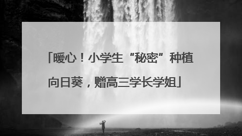 暖心！小学生“秘密”种植向日葵，赠高三学长学姐