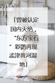 曾被认定国内灭绝，“东方宝石”彩鹮再现孟津黄河湿地