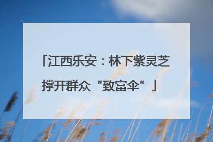 江西乐安：林下紫灵芝撑开群众“致富伞”