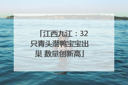 江西九江：32只青头潜鸭宝宝出巢 数量创新高