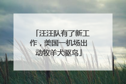 汪汪队有了新工作，美国一机场出动牧羊犬驱鸟