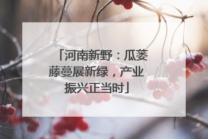 河南新野：瓜蒌藤蔓展新绿，产业振兴正当时