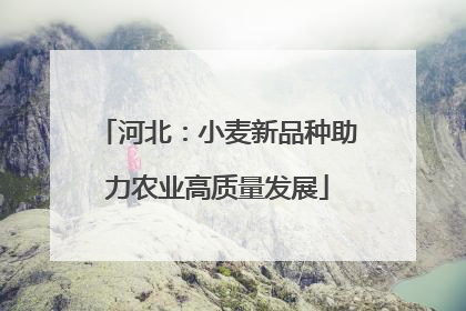 河北：小麦新品种助力农业高质量发展