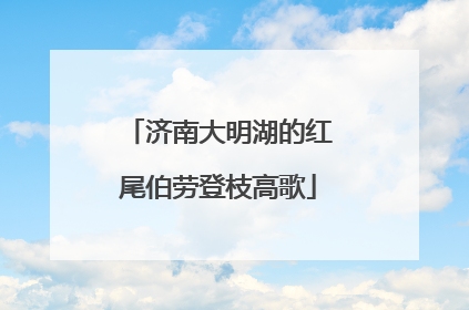 济南大明湖的红尾伯劳登枝高歌
