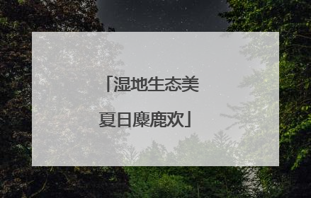 湿地生态美 夏日麋鹿欢