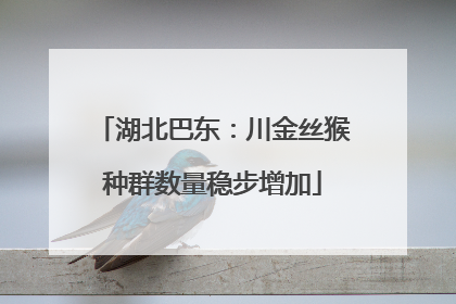 湖北巴东：川金丝猴种群数量稳步增加