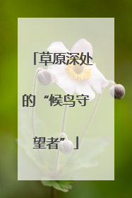 草原深处的“候鸟守望者”