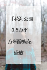 花海公园1.5万平方米醉蝶花盛放