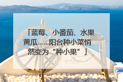 蓝莓、小番茄、水果黄瓜……阳台种小菜悄然变为“种小果”