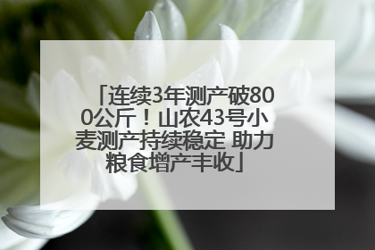 连续3年测产破800公斤！山农43号小麦测产持续稳定 助力粮食增产丰收