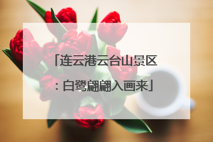 连云港云台山景区：白鹭翩翩入画来