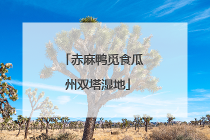 赤麻鸭觅食瓜州双塔湿地