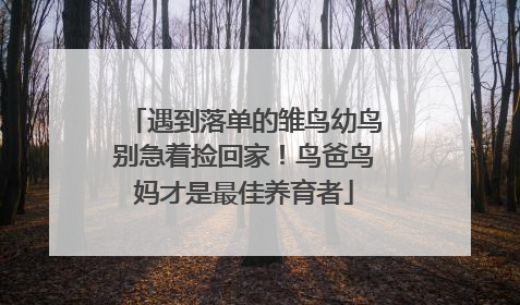 遇到落单的雏鸟幼鸟别急着捡回家！鸟爸鸟妈才是最佳养育者
