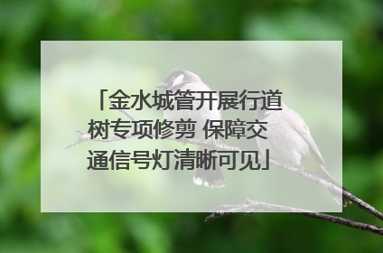金水城管开展行道树专项修剪 保障交通信号灯清晰可见