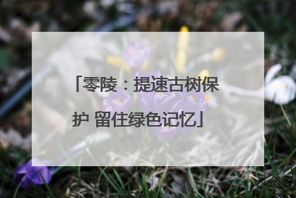 零陵：提速古树保护 留住绿色记忆