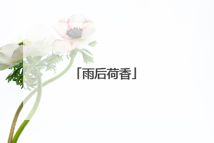 雨后荷香