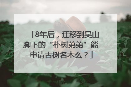 8年后，迁移到吴山脚下的“朴树弟弟”能申请古树名木么？